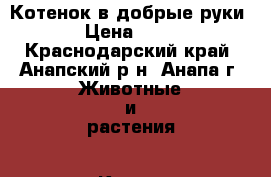 Котенок в добрые руки › Цена ­ 10 - Краснодарский край, Анапский р-н, Анапа г. Животные и растения » Кошки   